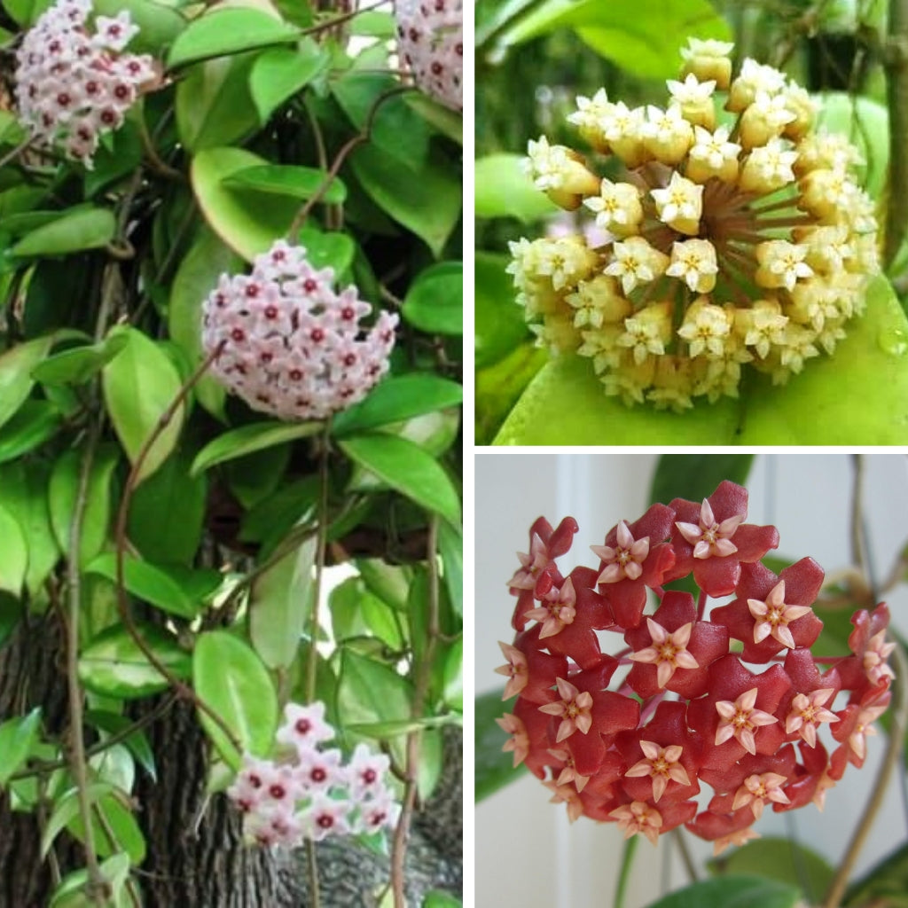 Evergreen Hoyas - Pack of 3 - Hoya Carnosa Plant + Hoya Incrassata Plant + Hoya Ilagiorum Plant - myBageecha