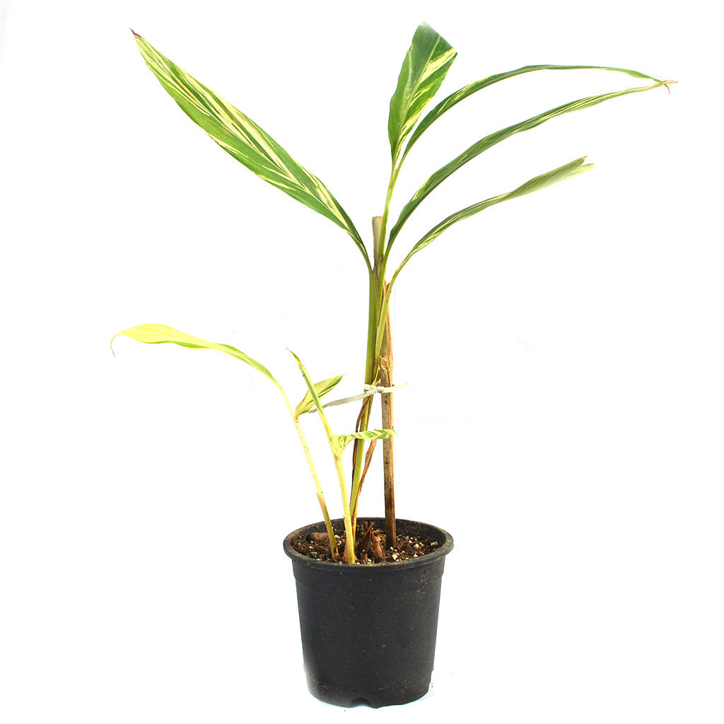 Shell Ginger Variegated Plant - myBageecha