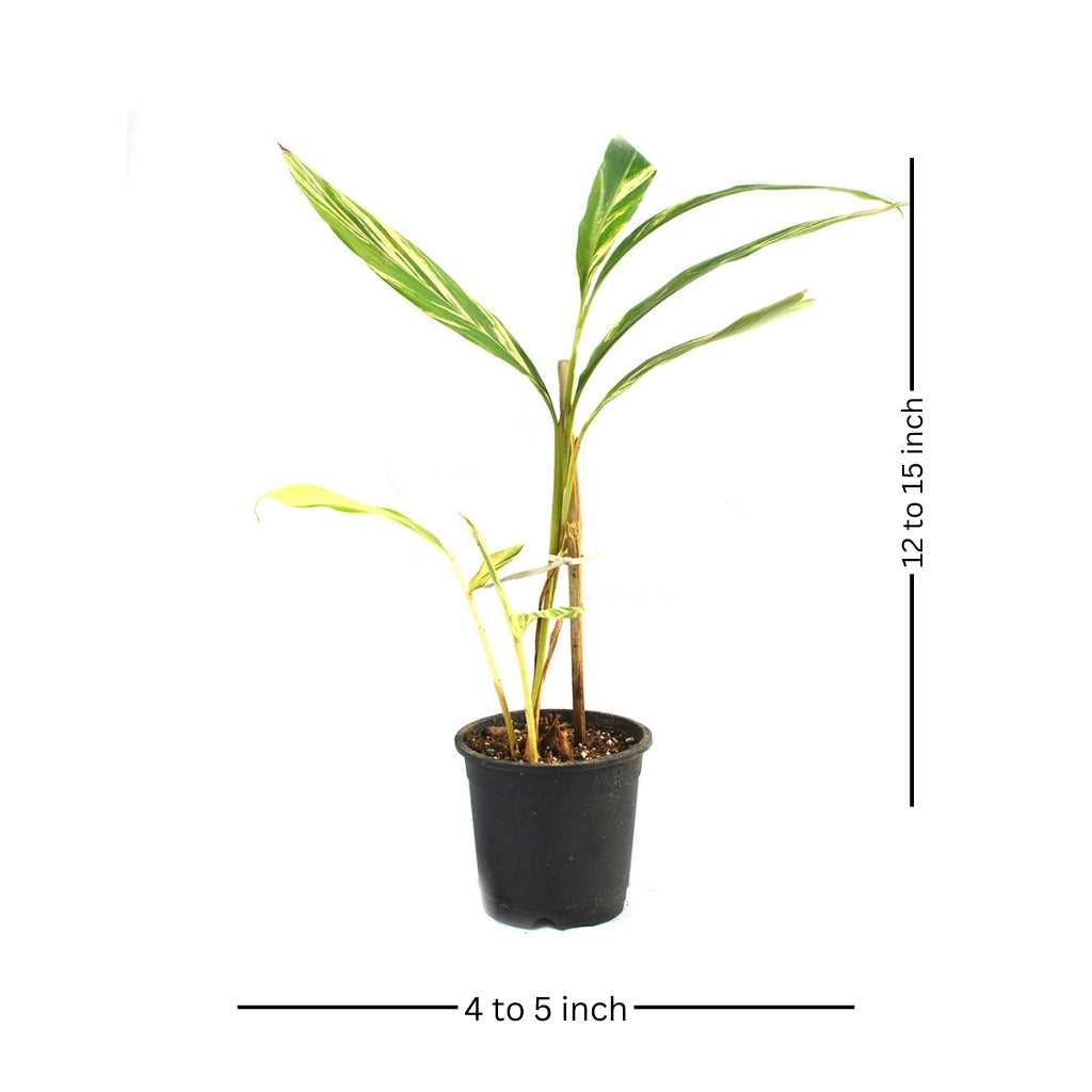 Shell Ginger Variegated Plant - myBageecha