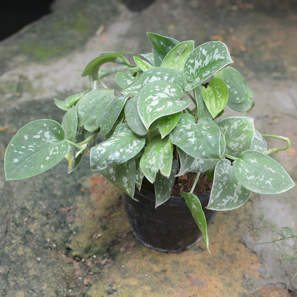 Pothos Silk Plant - myBageecha
