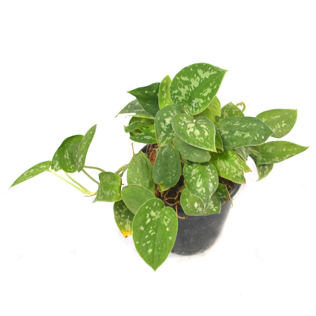 Pothos Silk Plant - myBageecha