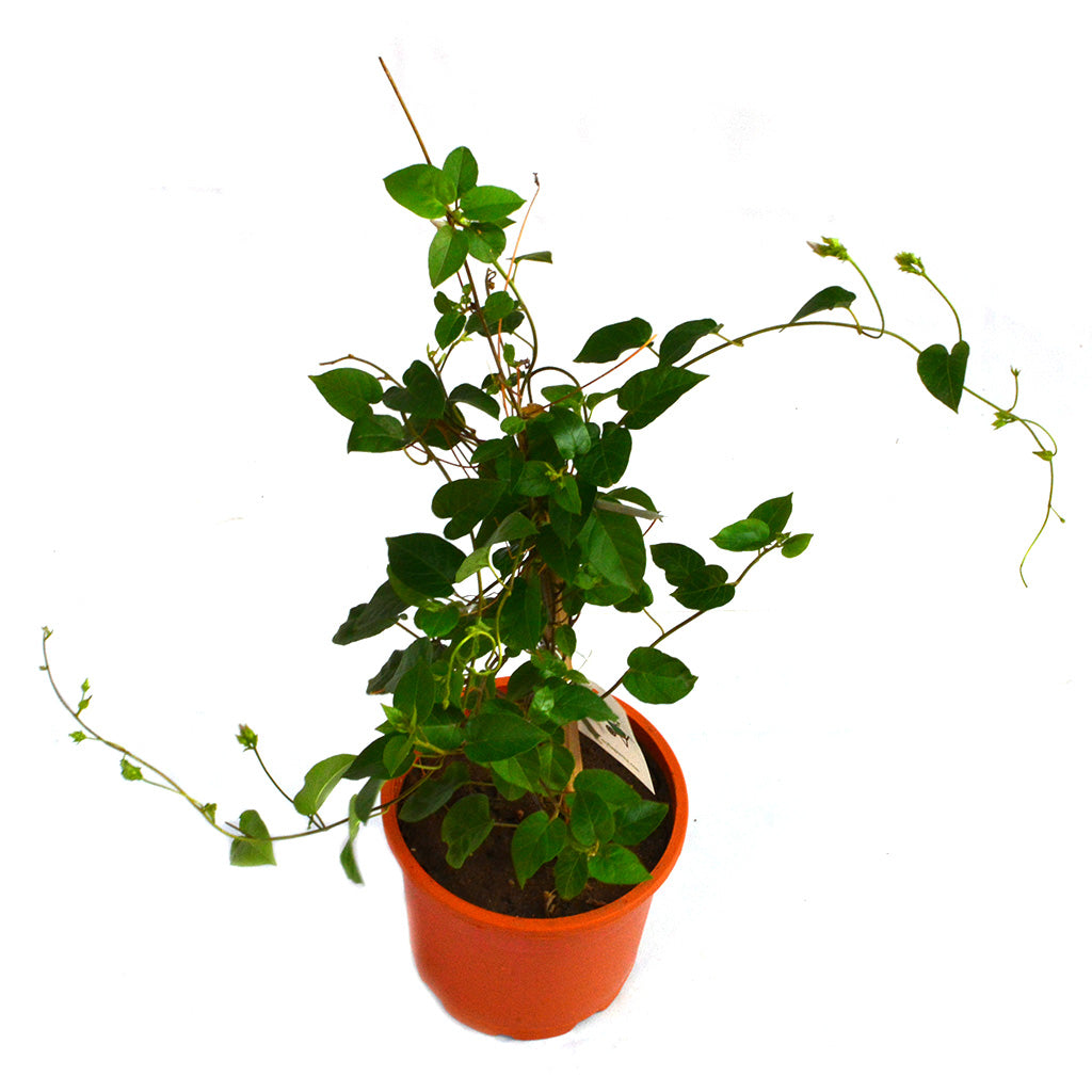 Sky Blue Cluster Vine Plant - myBageecha