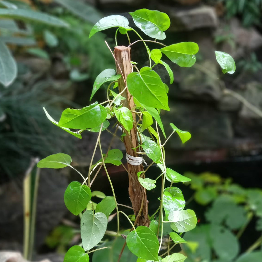 Sky Blue Cluster Vine Plant - myBageecha