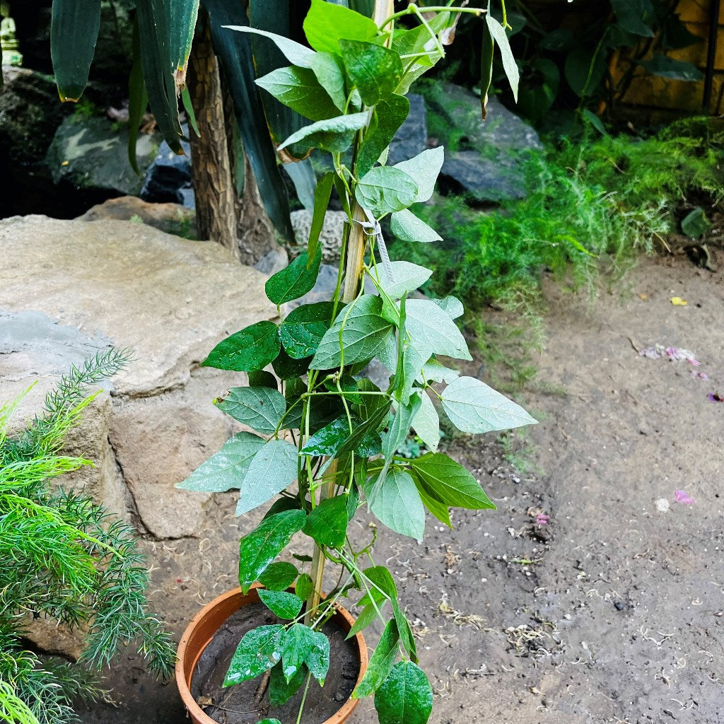 Sky Blue Cluster Vine Plant - myBageecha