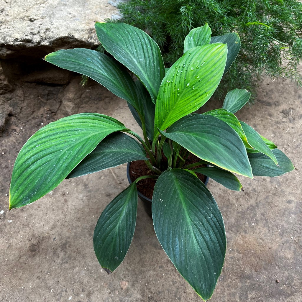 Peace Lily Sensation Plant - myBageecha