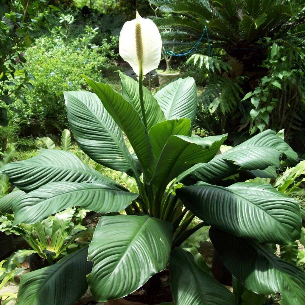 Peace Lily Sensation Plant - myBageecha