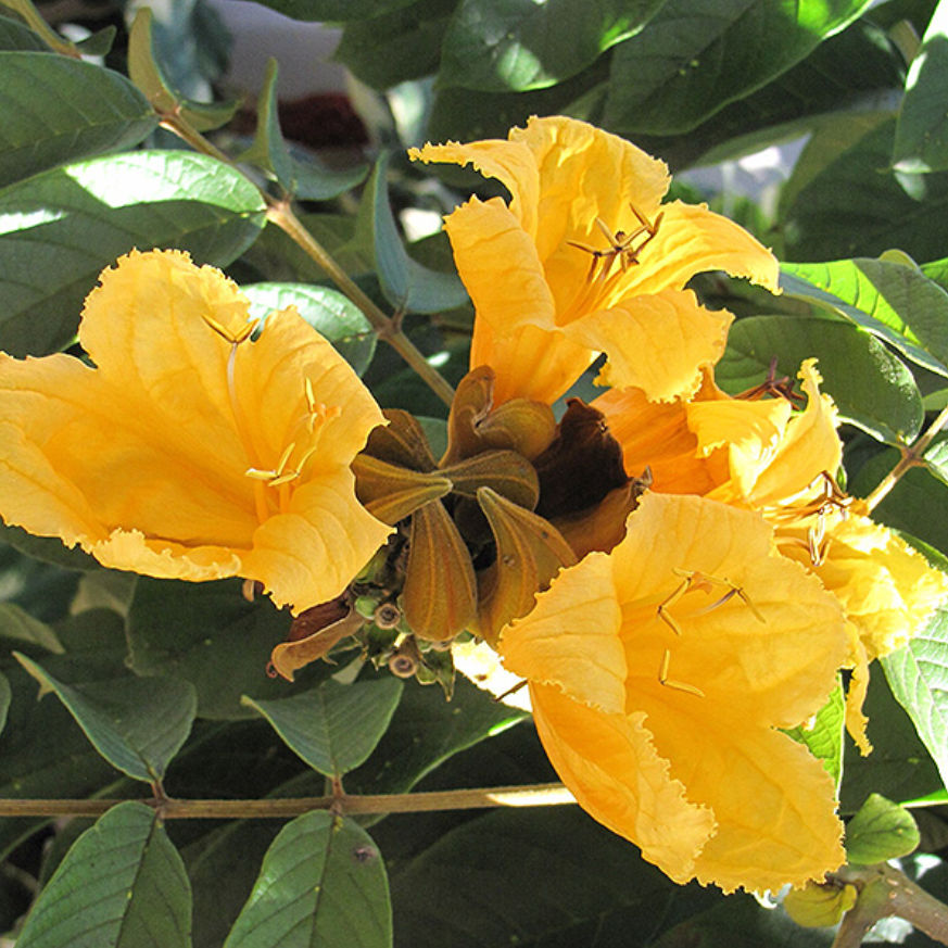 Close up of Spathodea Campanulata 'Aurea'-myBageecha