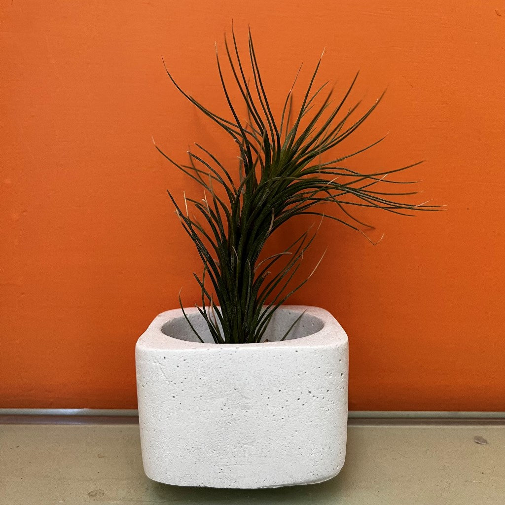 Airplant Square Planter - myBageecha