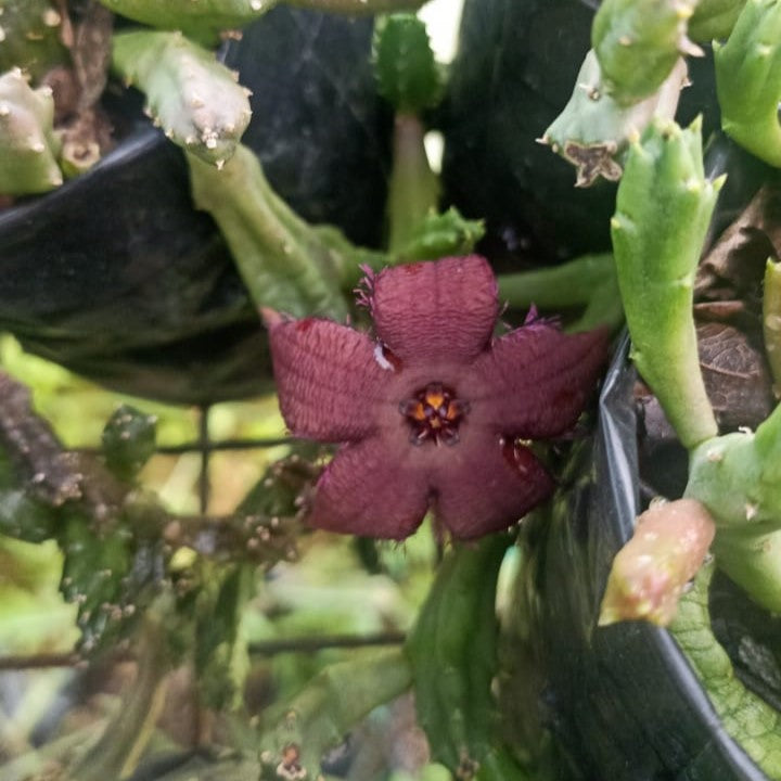 Stapelia paniculata subs. scitula Succulent Plant - myBageecha
