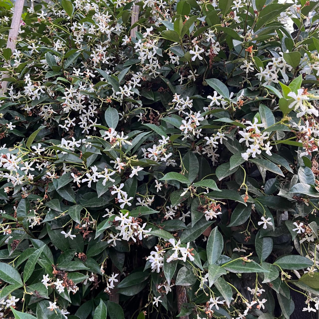 chinese-star-jasmine-plant in bloom -myBageecha