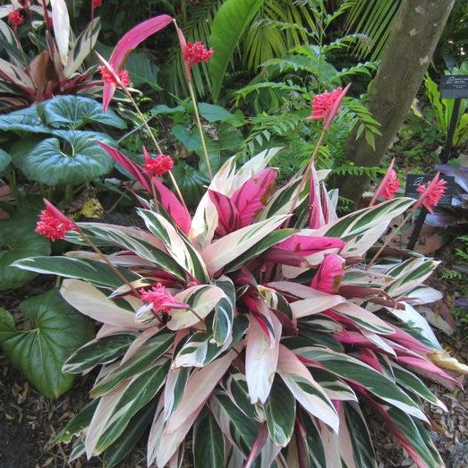 Stromanthe Tristar Plant - myBageecha