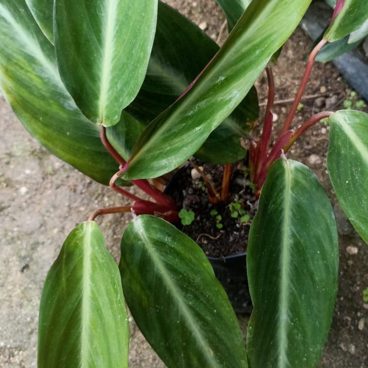 Stromanthe Stripestar Tricolor Decorative Plant