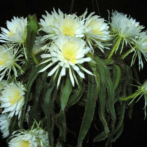 Strophocactus testudo (Dog Tail Cactus) Plant-myBageecha