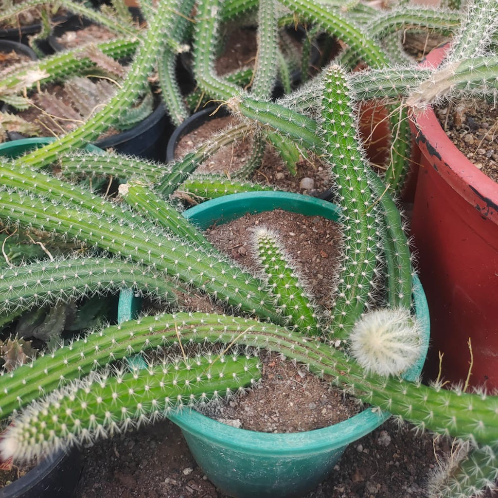 Strophocactus testudo (Dog Tail Cactus) Plant-myBageecha