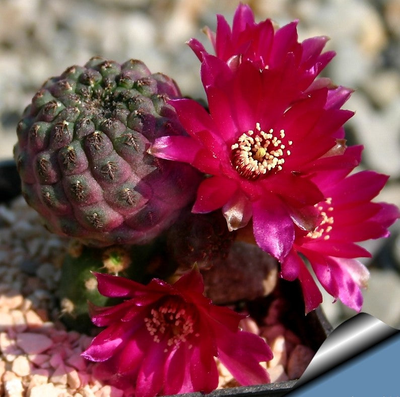Sulcorebutia Rauschii f. Violacidermis Cactus Plant - myBageecha