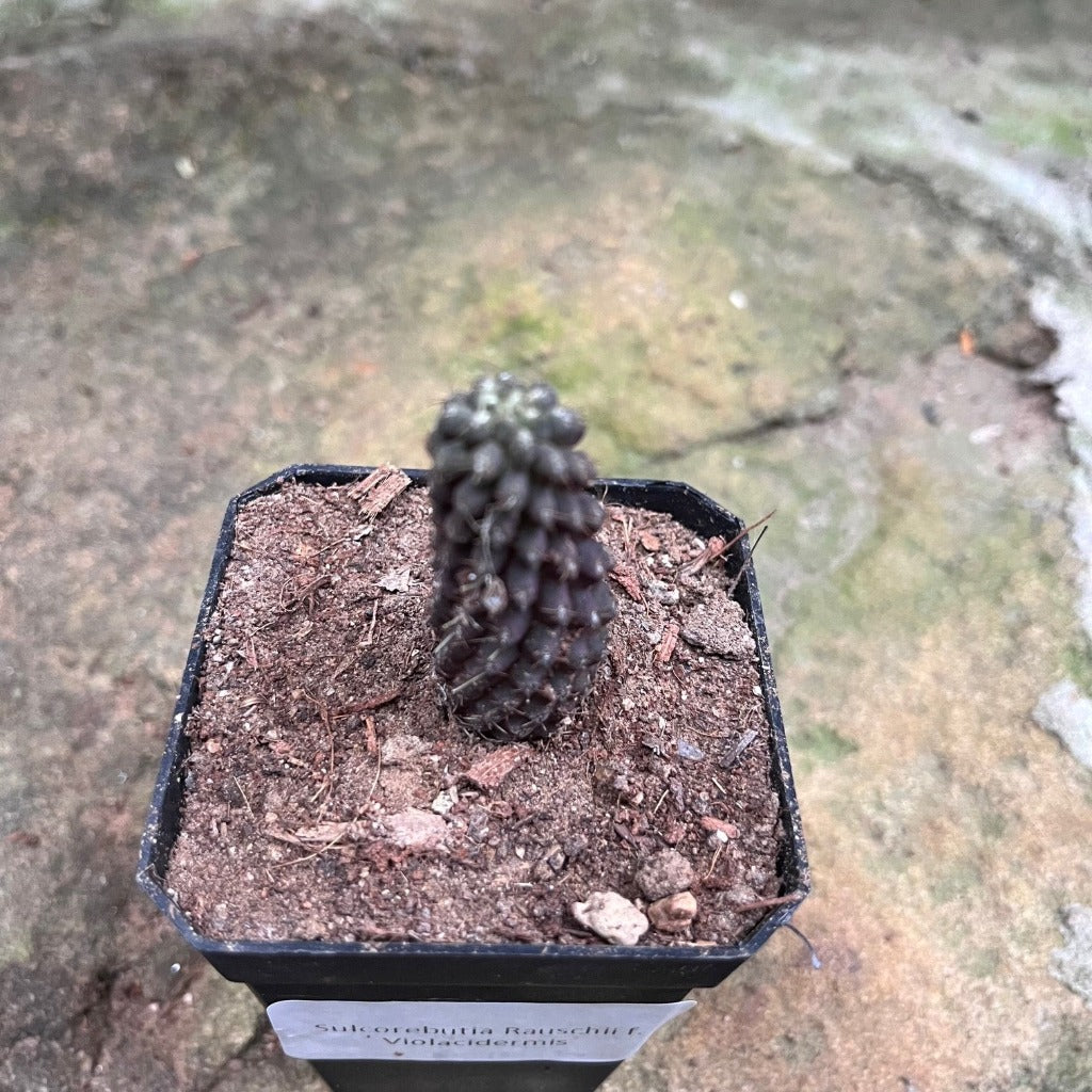 Sulcorebutia Rauschii f. Violacidermis Cactus Plant - myBageecha