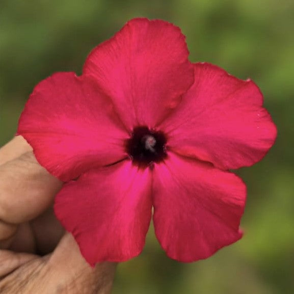 Swazicum Hybrid 'Crimson Cascade' Adenium plant-myBageecha