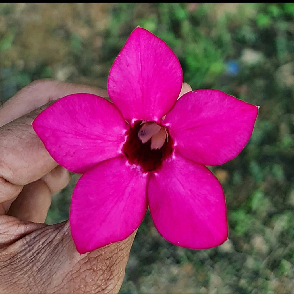 Swazicum Hybrid 'Magenta Glow' Adenium plant-myBageecha