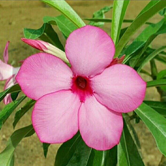 Swazicum Hybrid 'Rosy Whisper' Adenium-myBageecha