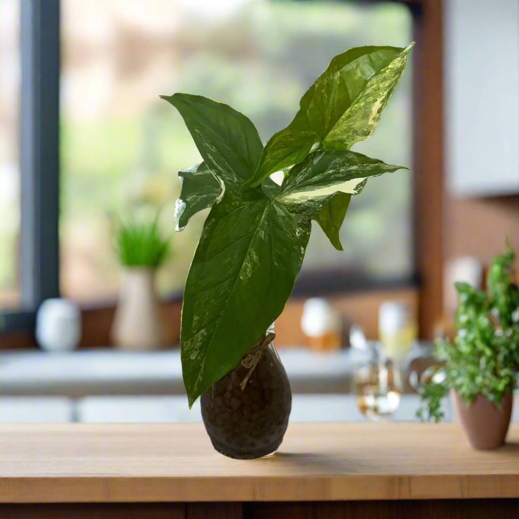 Sygonium Podophyllum Albo Terrarium Kit