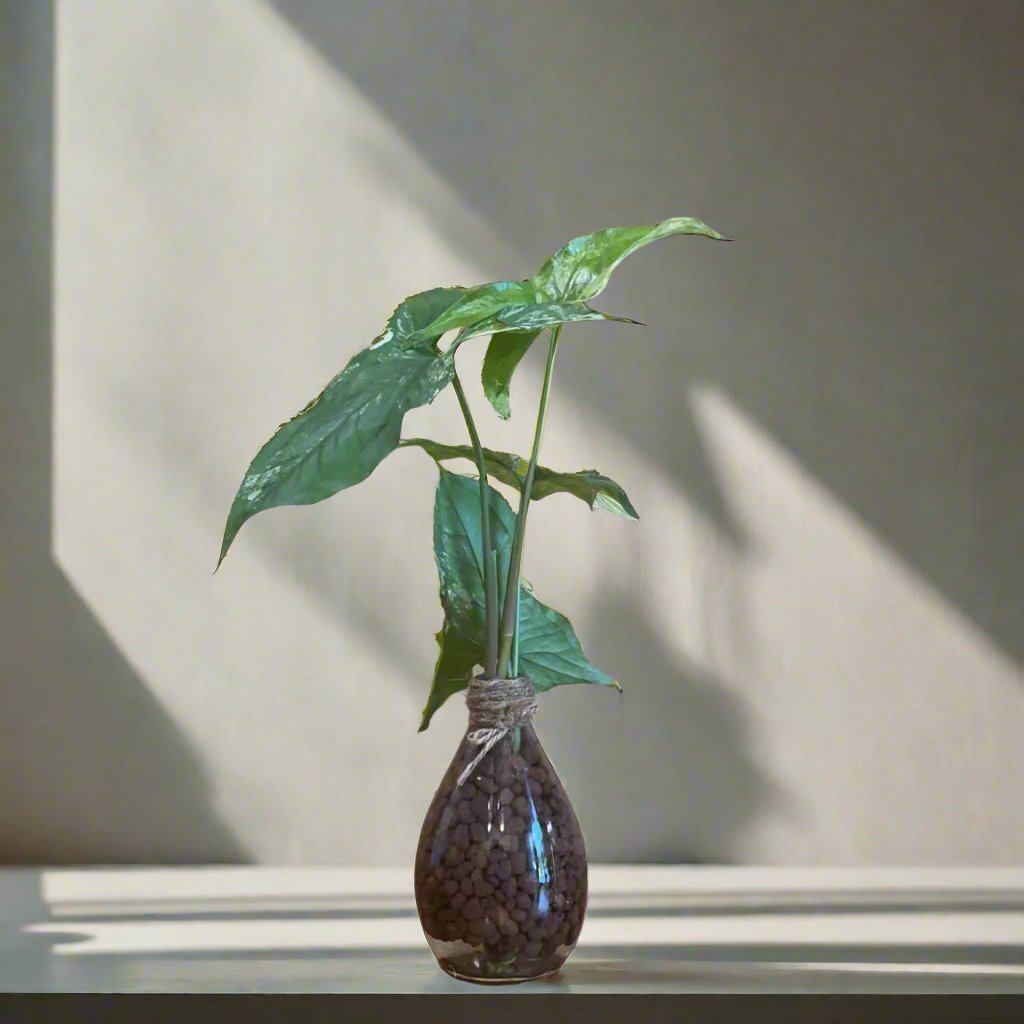 arrowhead plant terrarium Syngonium Podophyllum Albo Water Terrarium Kit
