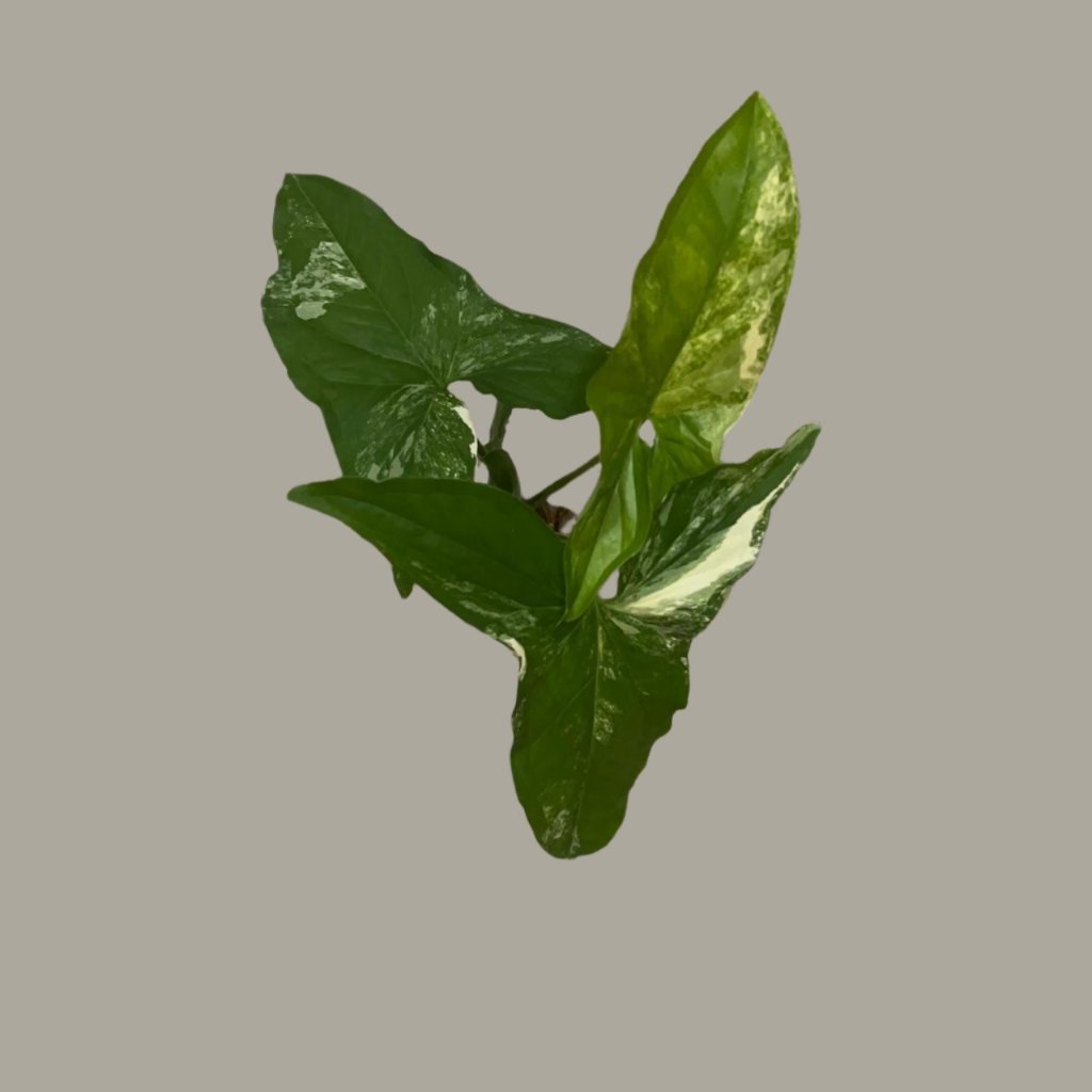 Syngonium Podophyllum Albo Water Terrarium Kit