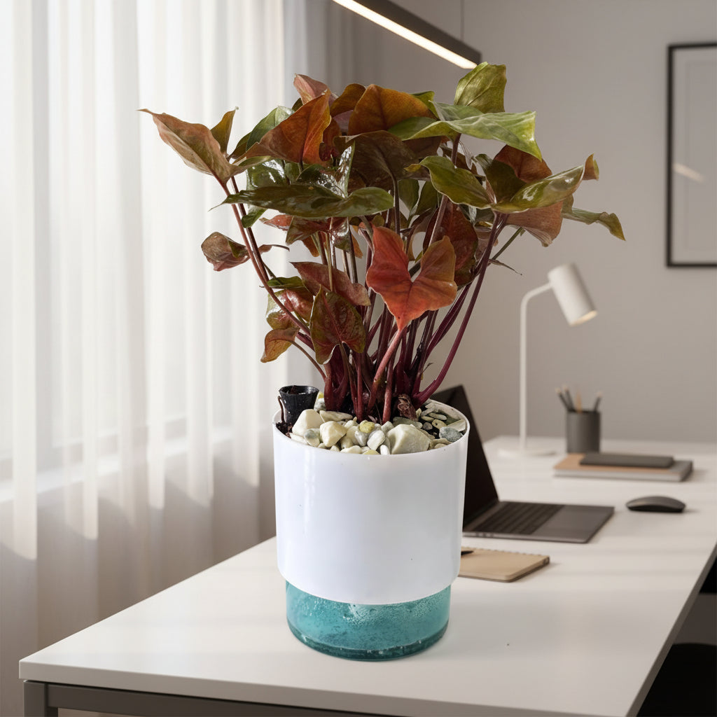 bronze indoor plant pot Syngonium Bronze Maria Plant in Self Watering Pot