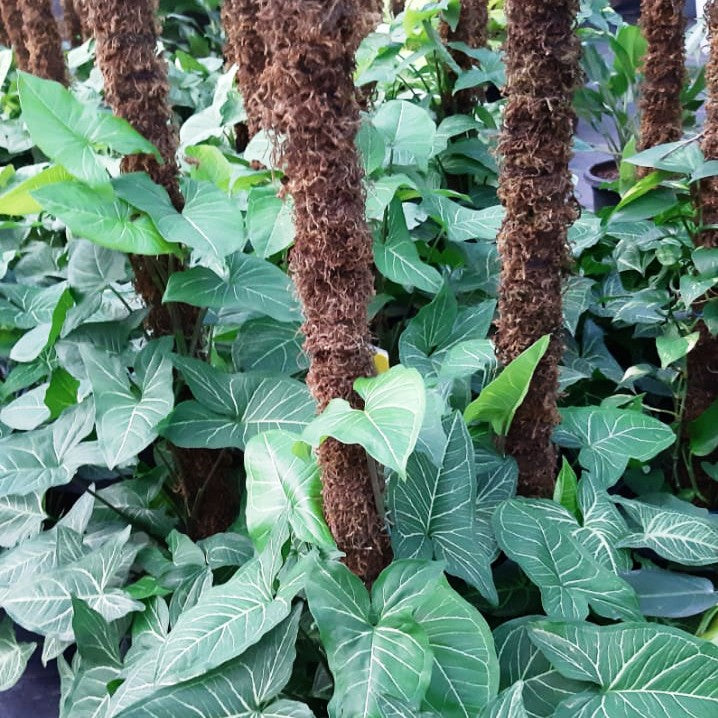 A dense cluster of Syngonium Novak plants with heart-shaped foliage and several tall brown coir or coconut-fiber wrapped stakes or supports rising through the center.