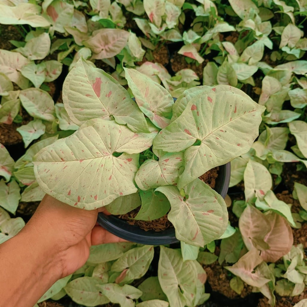 Syngonium Milk Confetti Plant-myBageecha