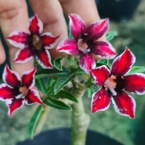 Crispum Hybrid 'Phoenix Star' Adenium Plant