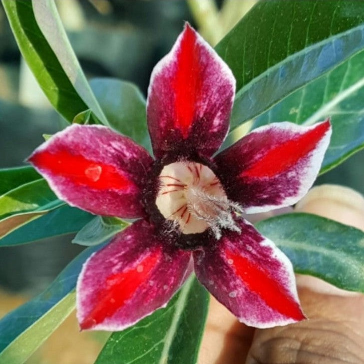 Crispum Hybrid 'Phoenix Star' Adenium Plant