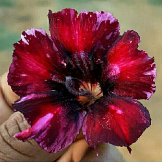 Crispum Hybrid 'Velvet Eclipse' Adenium Plant