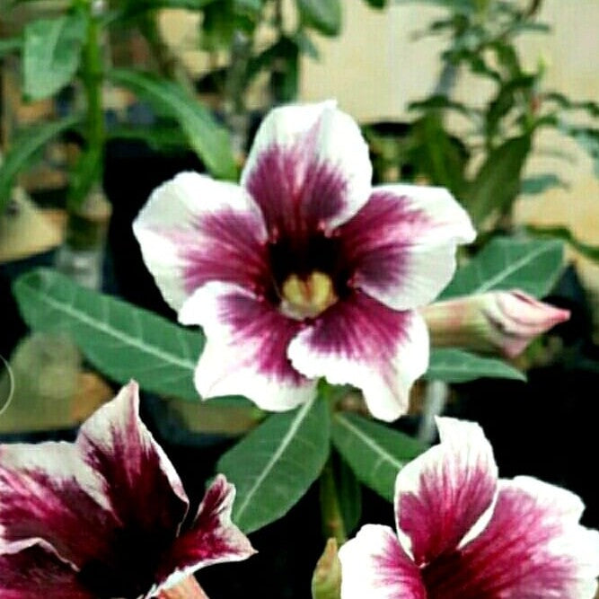 Crispum Hybrid 'Royal Enigma' Adenium Plant