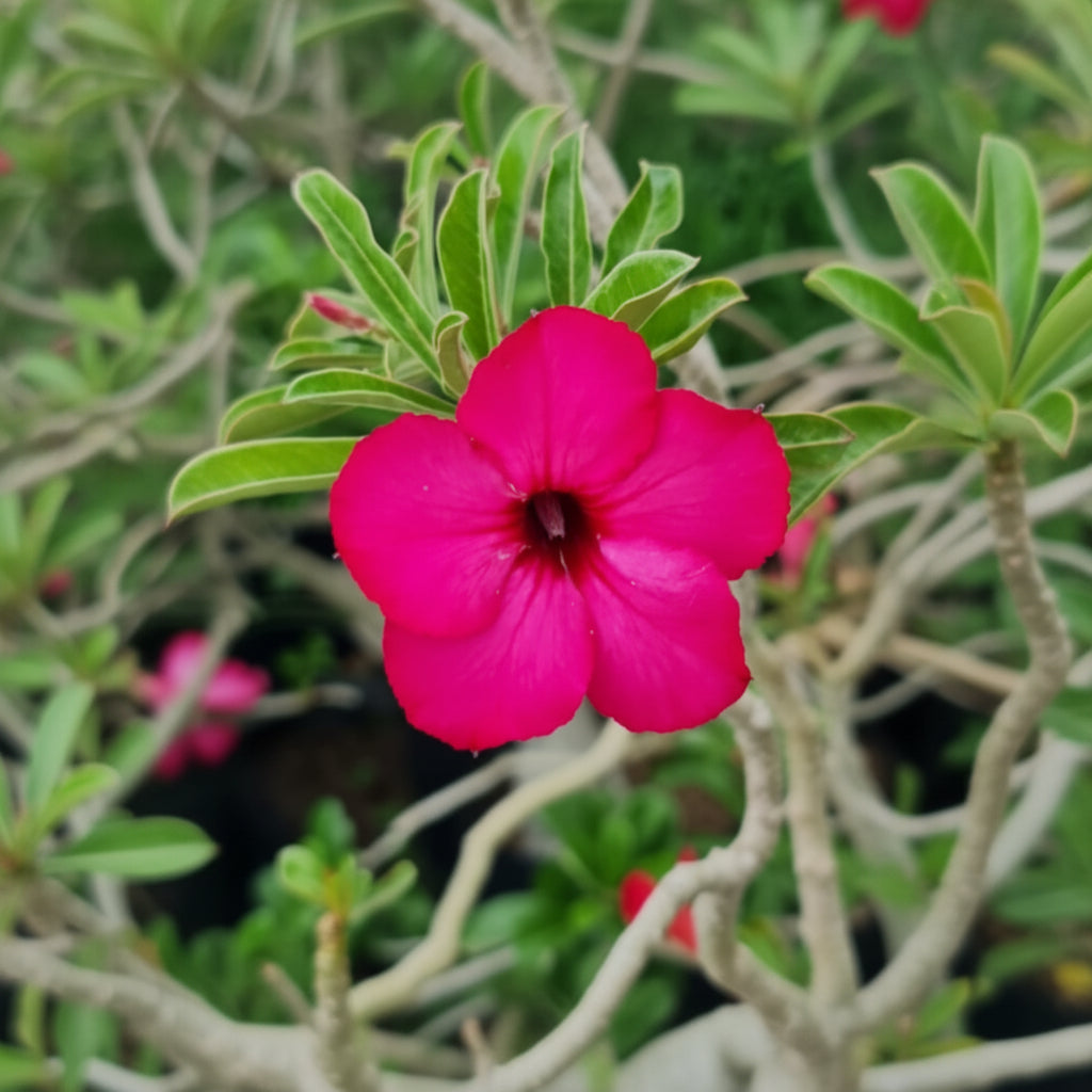 Close up of Swazicum Hybrid 'Miss India' Adenium Plant