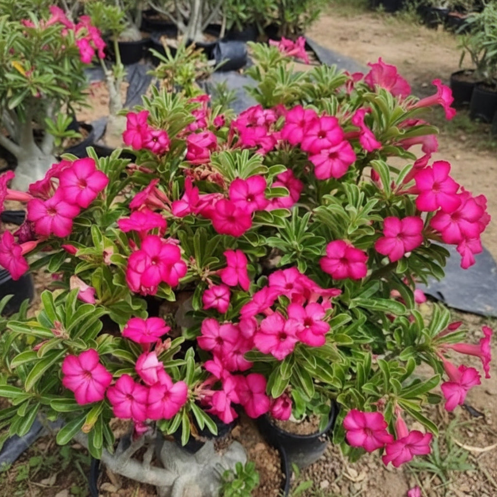 Swazicum Hybrid 'Miss India' Adenium Plant in Bloom-myBageecha