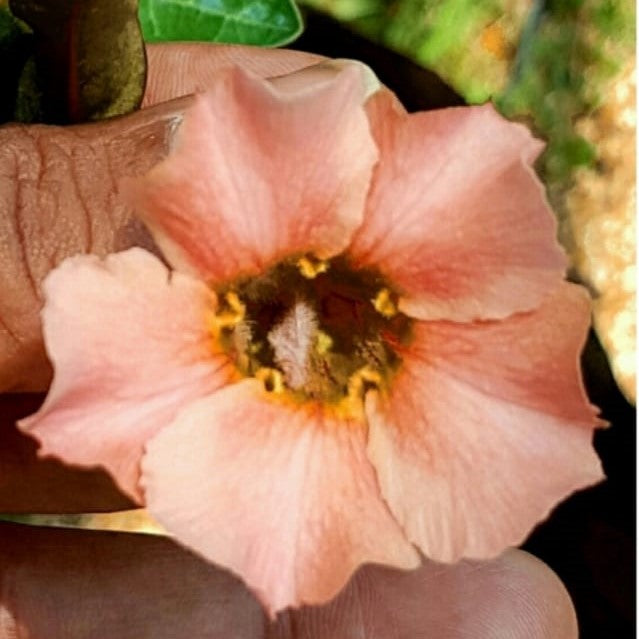 Akoya Pearl Adenium Swazicum Plant - myBageecha