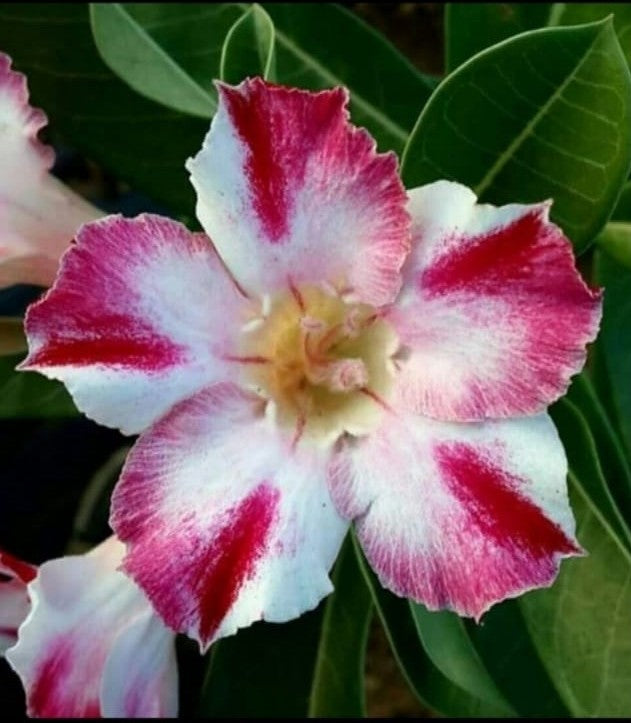 Swazicum Hybrid 'Scarlet Swallow' Adenium Plant