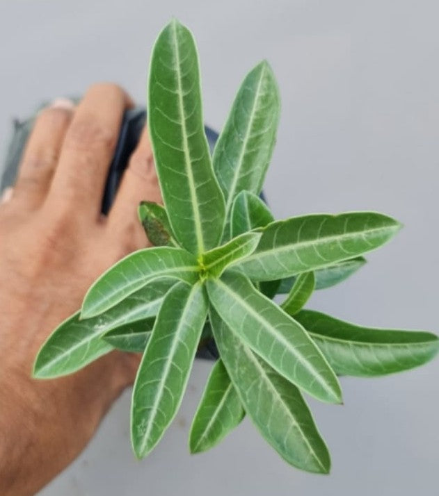 Swazicum Hybrid 'Scarlet Swallow' Adenium Plant