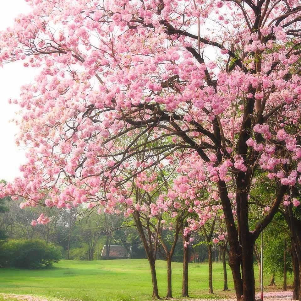 Rosy Trumpet Tree Plant