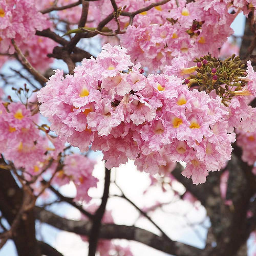 Rosy Trumpet Tree Plant