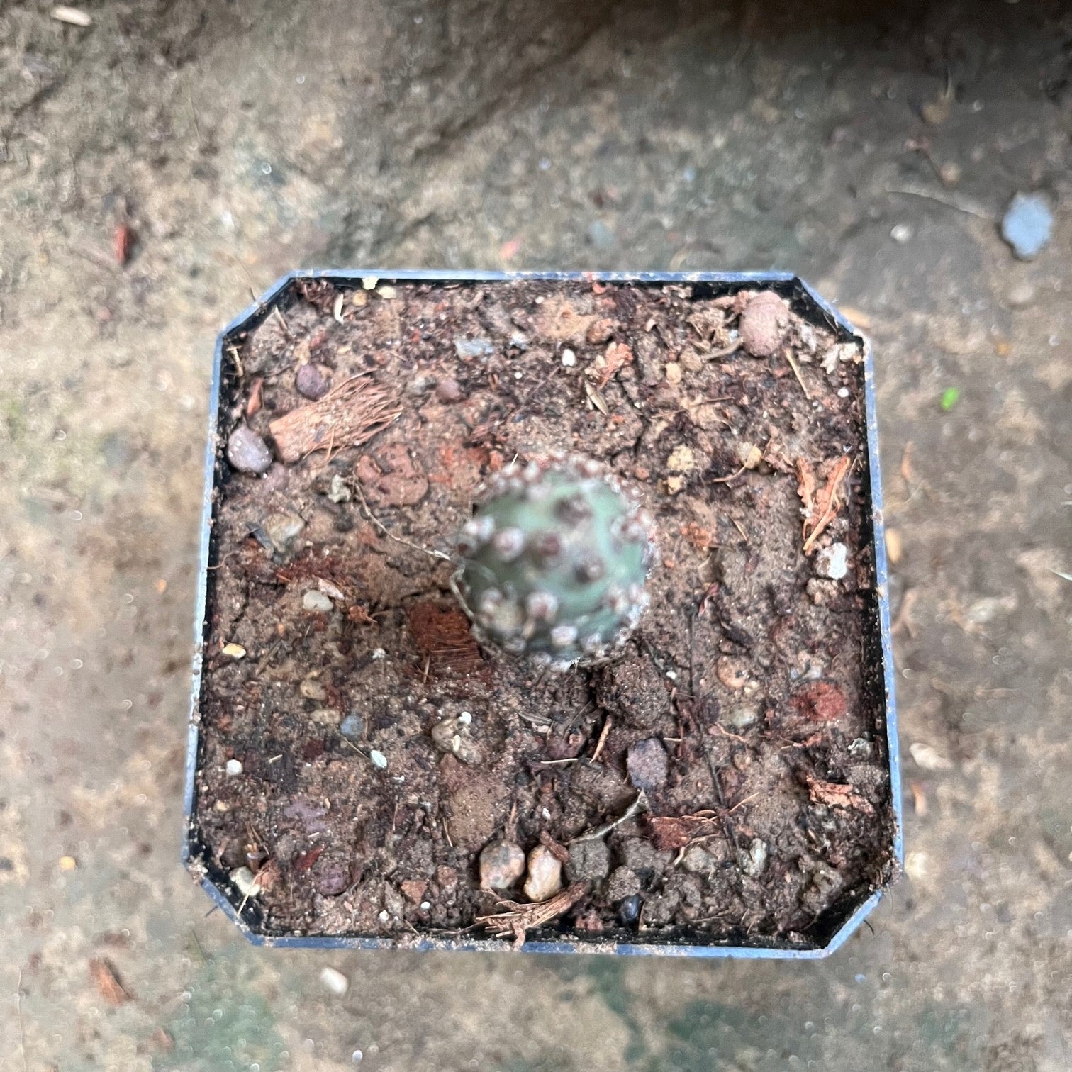 Tephrocactus Articulatus var. Inermis Cactus Plant - myBageecha