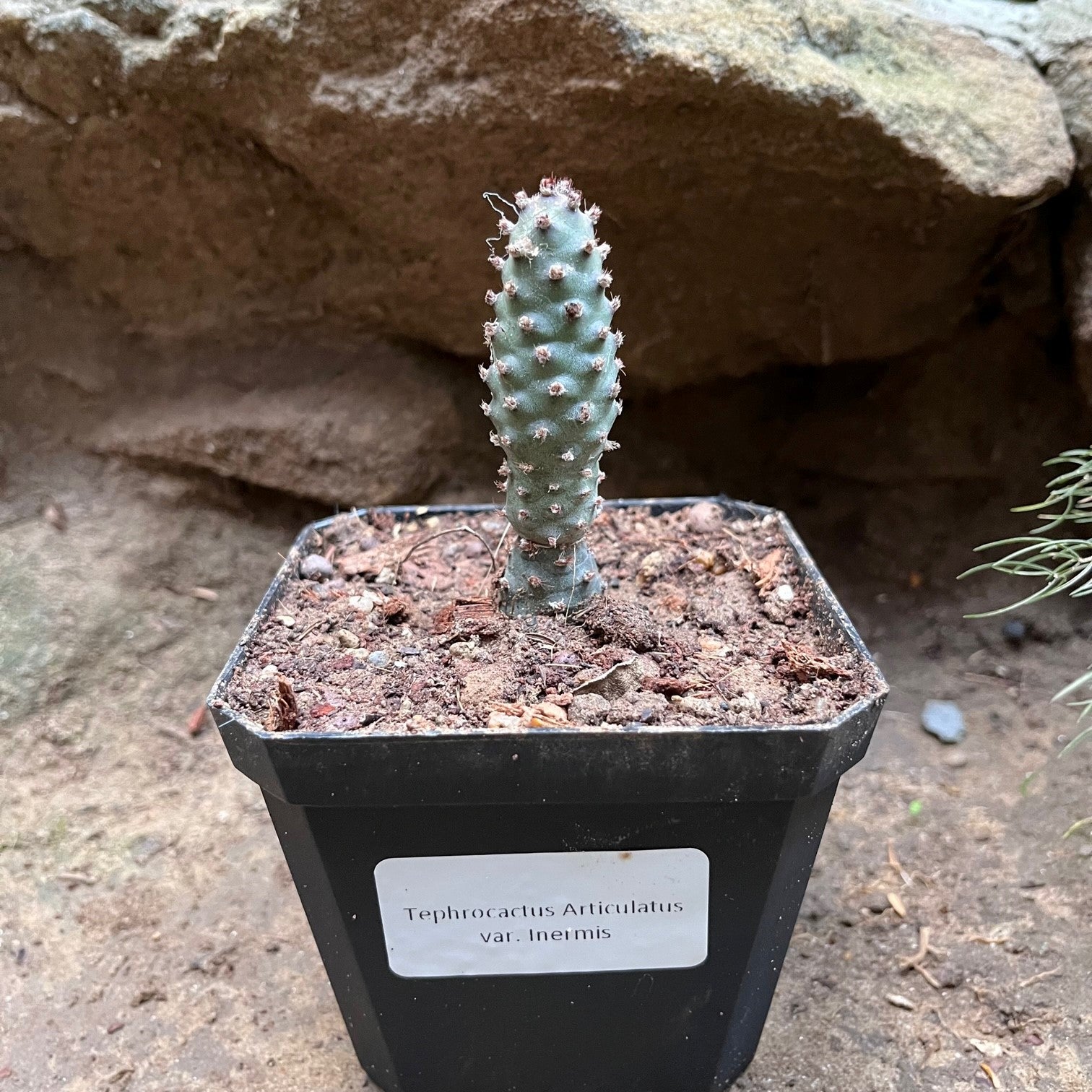 Tephrocactus Articulatus var. Inermis Cactus Plant - myBageecha