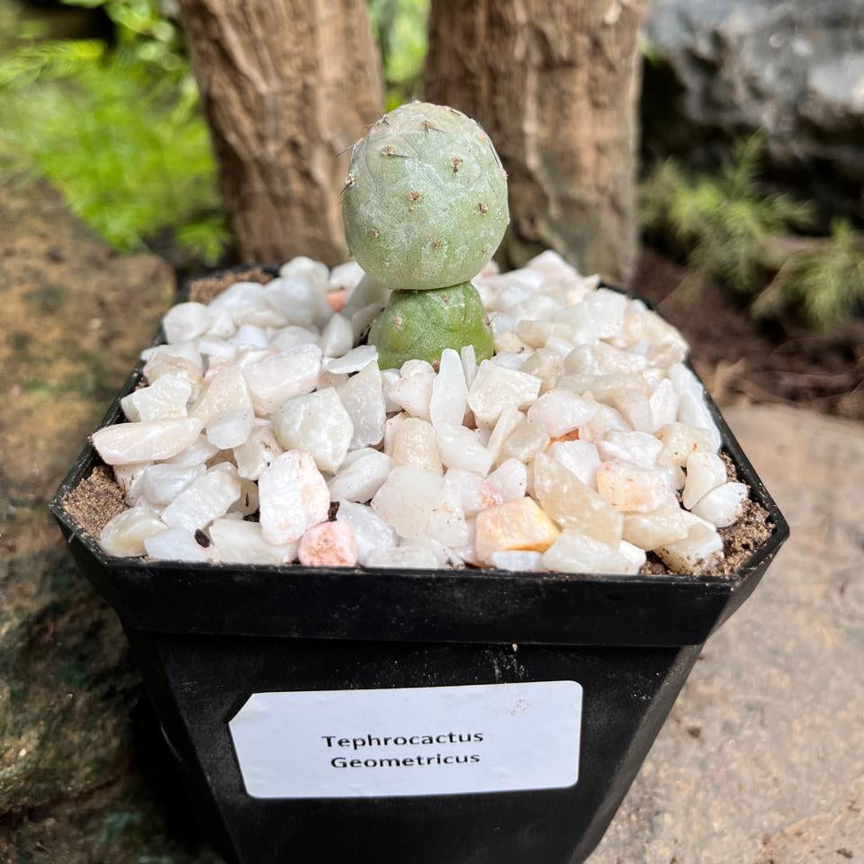 Tephrocactus Geometricus Cactus Plant-myBageecha