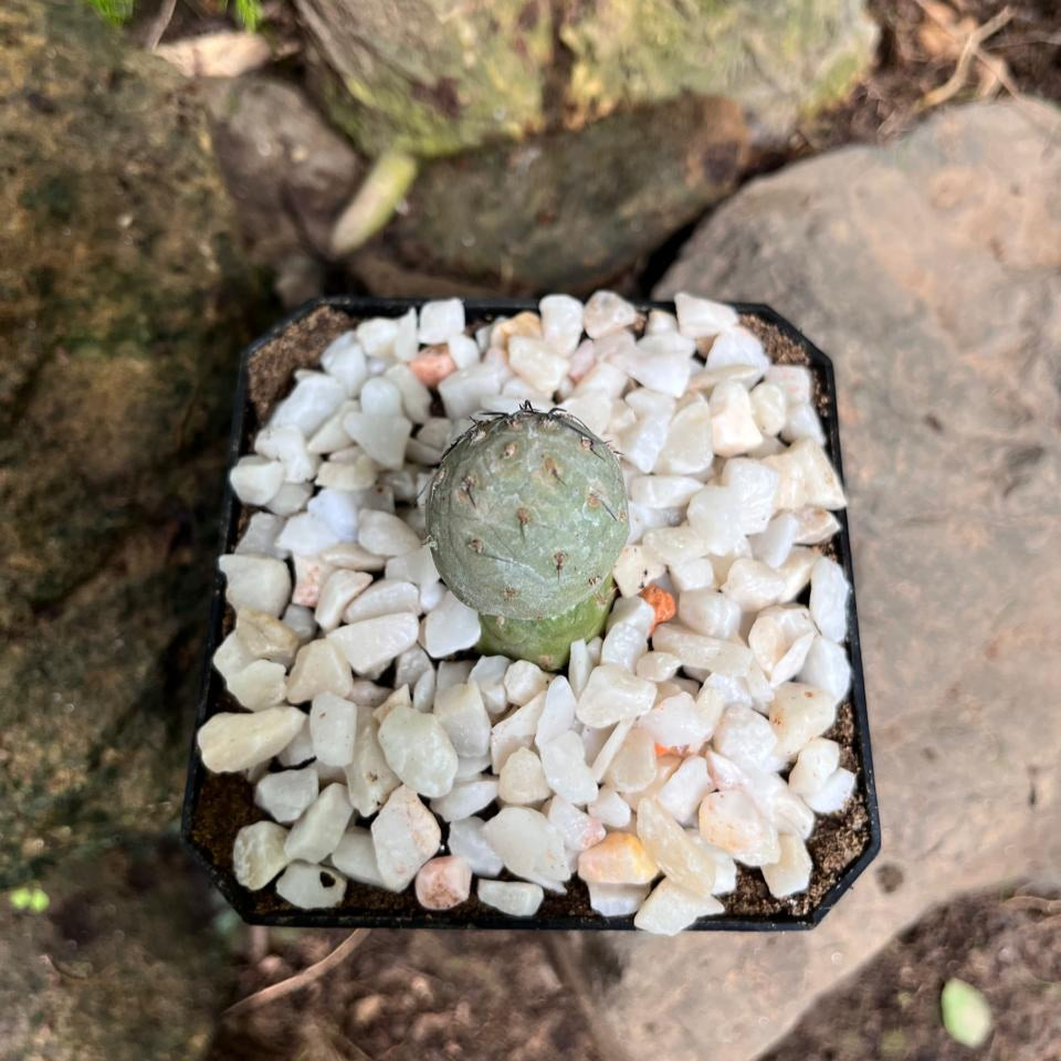 Tephrocactus Geometricus Cactus Plant-myBageecha