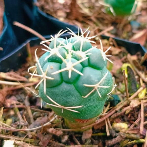 Thelocactus hexaedrophorus Cactus Plant - myBageecha
