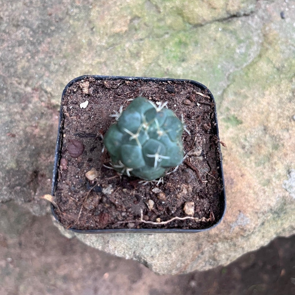 Thelocactus hexaedrophorus Cactus Plant - myBageecha
