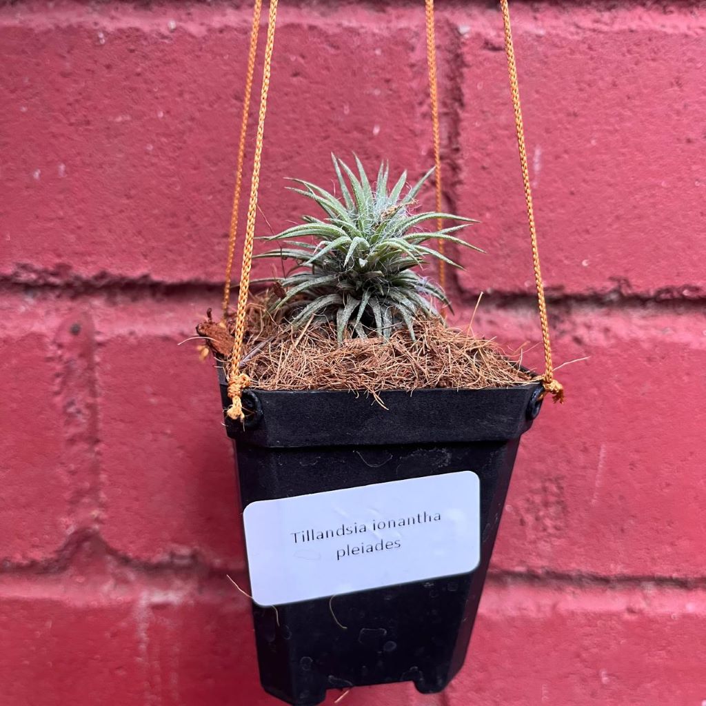 Front view highlighting multiple rosettes.