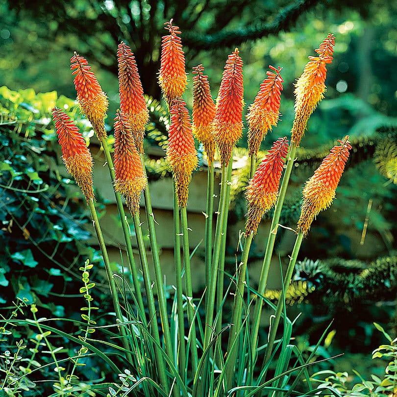 Torch Lily-Kniphofia uvaria (Bulbs)