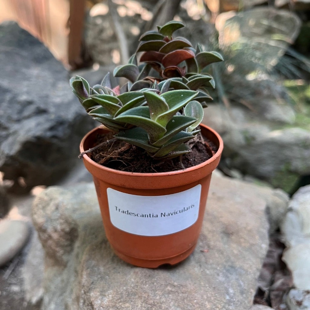 Tradescantia Navicularis-myBageecha