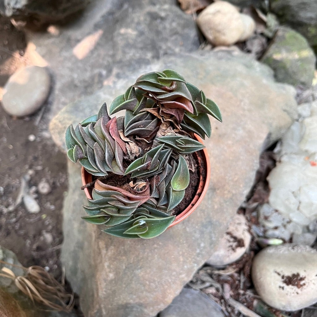 Tradescantia Navicularis-myBageecha